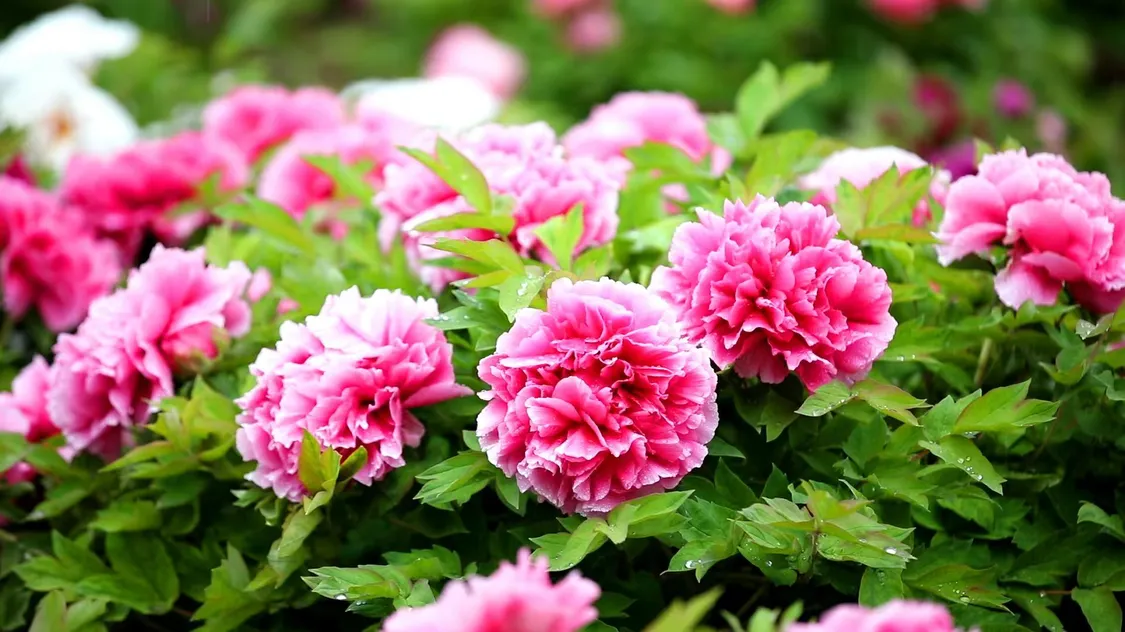 圖片來(lái)源:網(wǎng)信菏澤